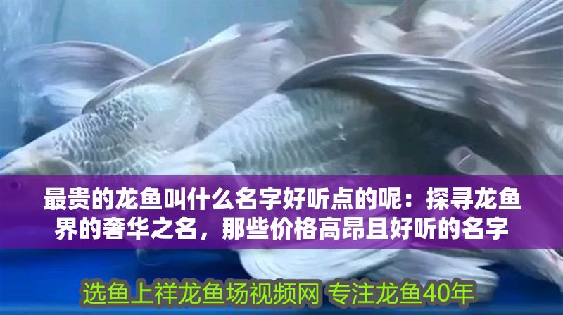 最貴的龍魚叫什么名字好聽點的呢：探尋龍魚界的奢華之名，那些價格高昂且好聽的名字
