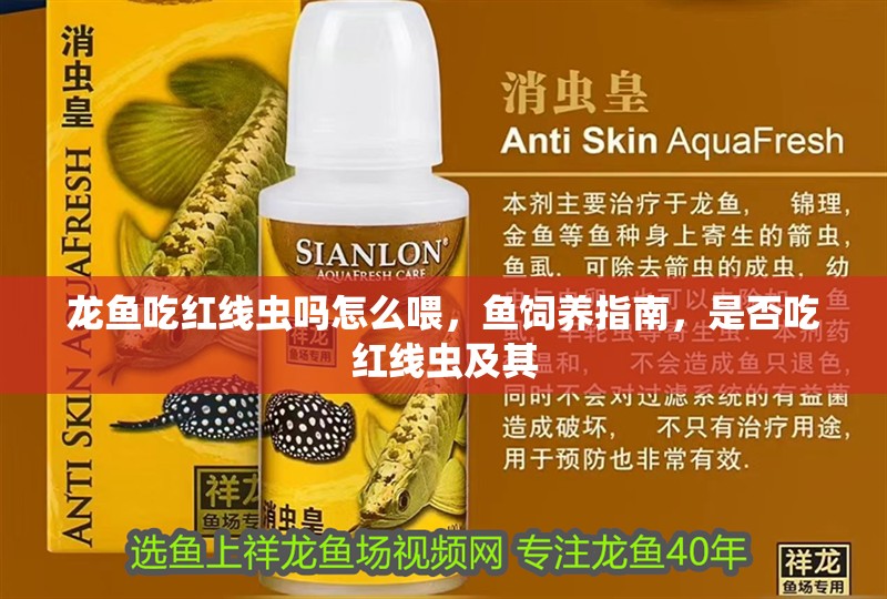 龍魚吃紅線蟲(chóng)嗎怎么喂，魚飼養(yǎng)指南，是否吃紅線蟲(chóng)及其