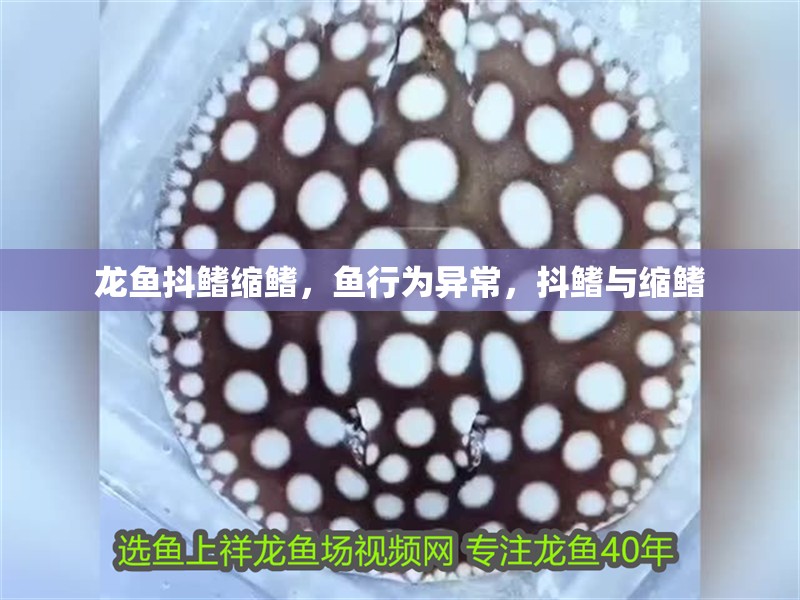 龍魚抖鰭縮鰭，魚行為異常，抖鰭與縮鰭