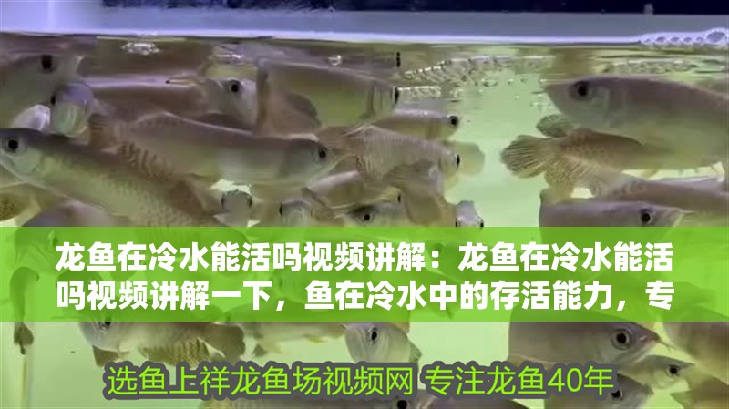 龍魚在冷水能活嗎視頻講解：龍魚在冷水能活嗎視頻講解一下，魚在冷水中的存活能力，專業(yè)視頻