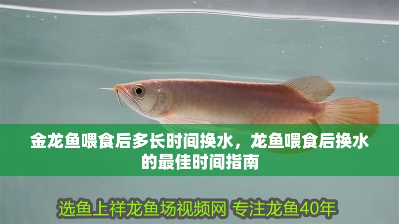 金龍魚喂食后多長時間換水，龍魚喂食后換水的最佳時間指南