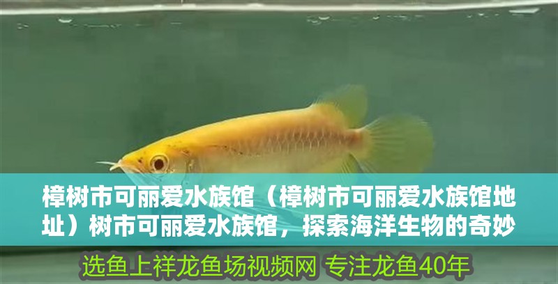 樟樹市可麗愛水族館（樟樹市可麗愛水族館地址）樹市可麗愛水族館，探索海洋生物的奇妙