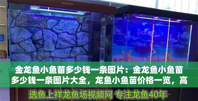 金龍魚小魚苗多少錢一條圖片：金龍魚小魚苗多少錢一條圖片大全，龍魚小魚苗價格一覽，高清圖片