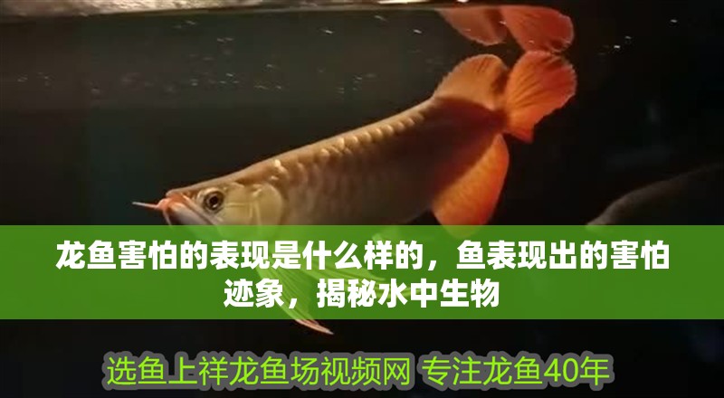 龍魚害怕的表現是什么樣的，魚表現出的害怕跡象，揭秘水中生物 龍魚害怕的表現是什么樣的，魚表現出的害怕跡象，揭秘水中生物 龍魚百科 第2張