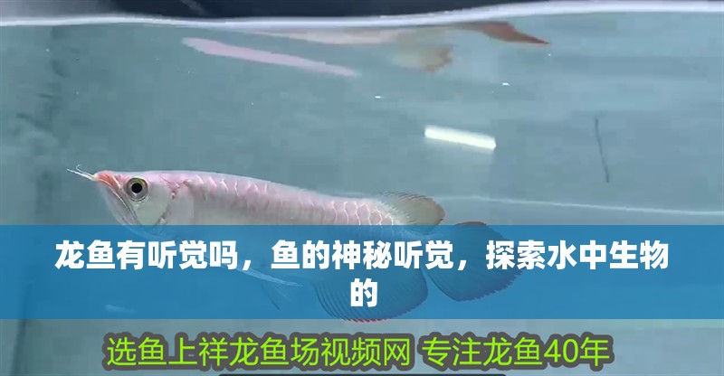 龍魚有聽覺嗎，魚的神秘聽覺，探索水中生物的