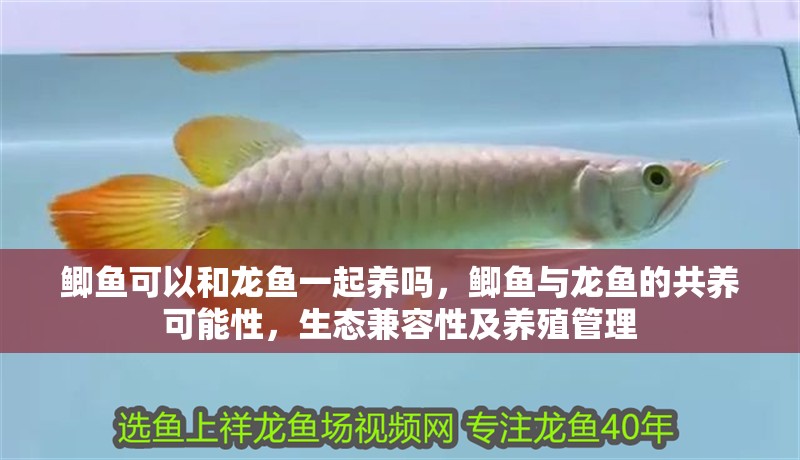 鯽魚可以和龍魚一起養嗎，鯽魚與龍魚的共養可能性，生態兼容性及養殖管理