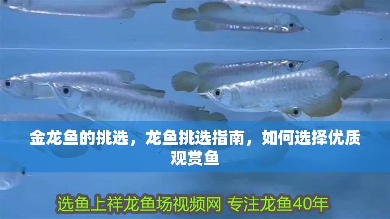 金龍魚的挑選，龍魚挑選指南，如何選擇優質觀賞魚