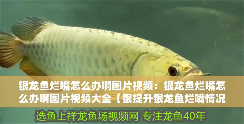 銀龍魚爛嘴怎么辦啊圖片視頻：銀龍魚爛嘴怎么辦啊圖片視頻大全【銀提升銀龍魚爛嘴情況時需及時采取科學有效的治療措施】