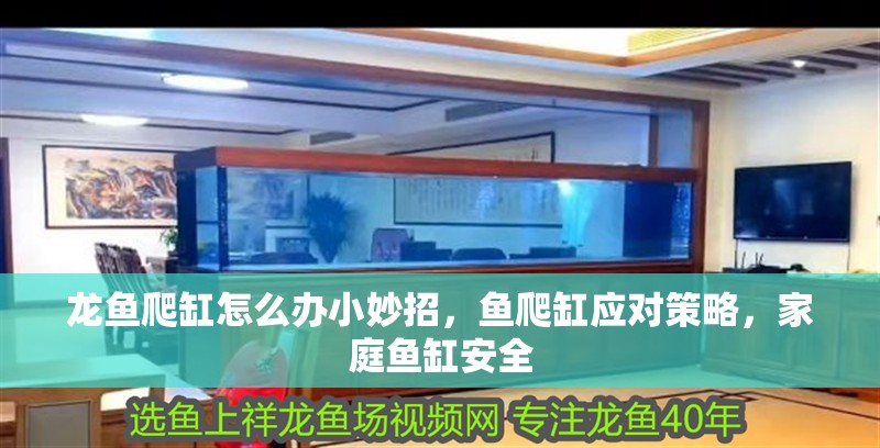 龍魚爬缸怎么辦小妙招，魚爬缸應對策略，家庭魚缸安全