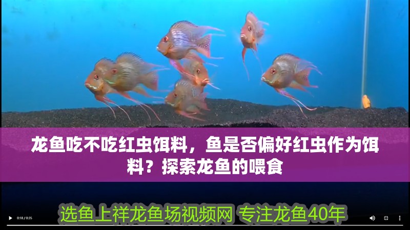 龍魚吃不吃紅蟲餌料，魚是否偏好紅蟲作為餌料？探索龍魚的喂食