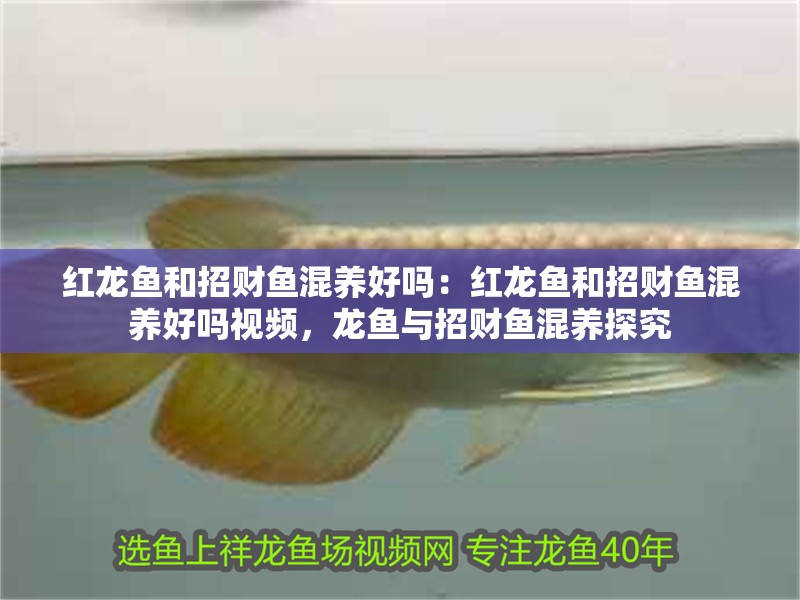 紅龍魚和招財魚混養好嗎：紅龍魚和招財魚混養好嗎視頻，龍魚與招財魚混養探究