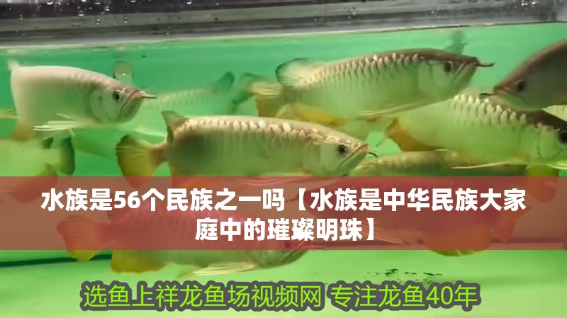 水族是56個民族之一嗎【水族是中華民族大家庭中的璀璨明珠】