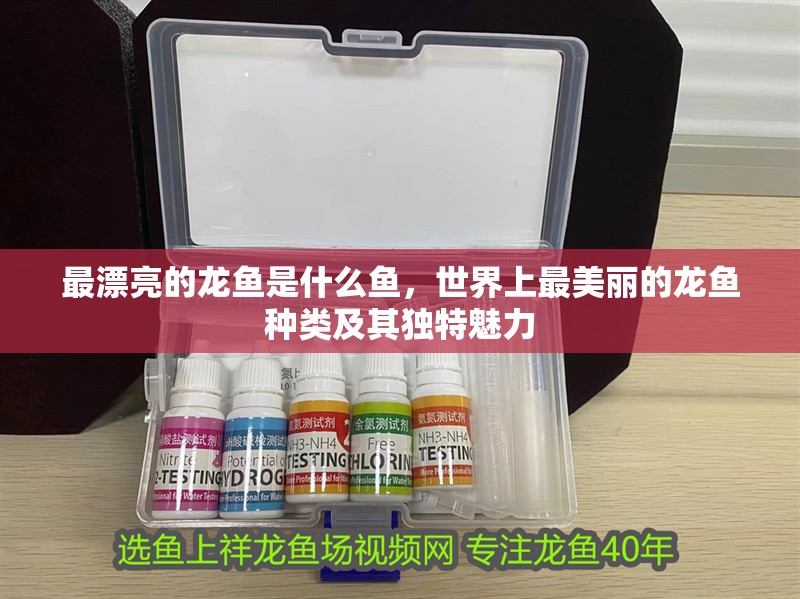 最漂亮的龍魚是什么魚，世界上最美麗的龍魚種類及其獨特魅力