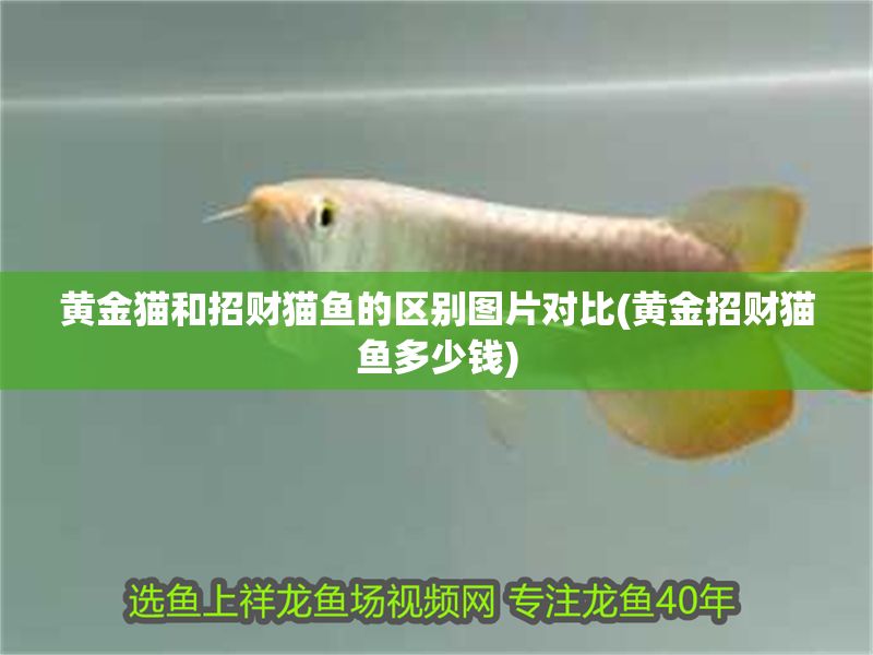 黃金貓和招財貓魚的區(qū)別圖片對比(黃金招財貓魚多少錢) 黃金貓和招財貓魚的區(qū)別圖片對比(黃金招財貓魚多少錢) 黃金貓魚百科 第1張