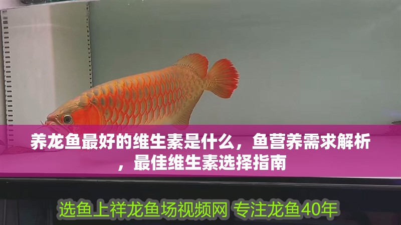 養(yǎng)龍魚最好的維生素是什么，魚營養(yǎng)需求解析，最佳維生素選擇指南
