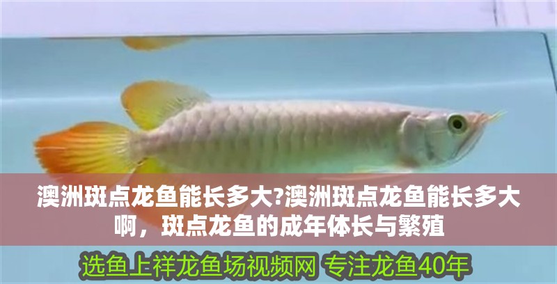 澳洲斑點龍魚能長多大?澳洲斑點龍魚能長多大啊，斑點龍魚的成年體長與繁殖