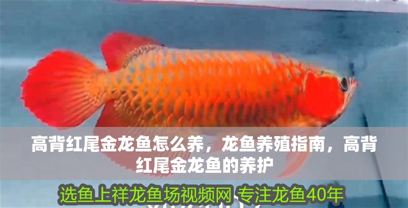 高背紅尾金龍魚怎么養(yǎng)，龍魚養(yǎng)殖指南，高背紅尾金龍魚的養(yǎng)護