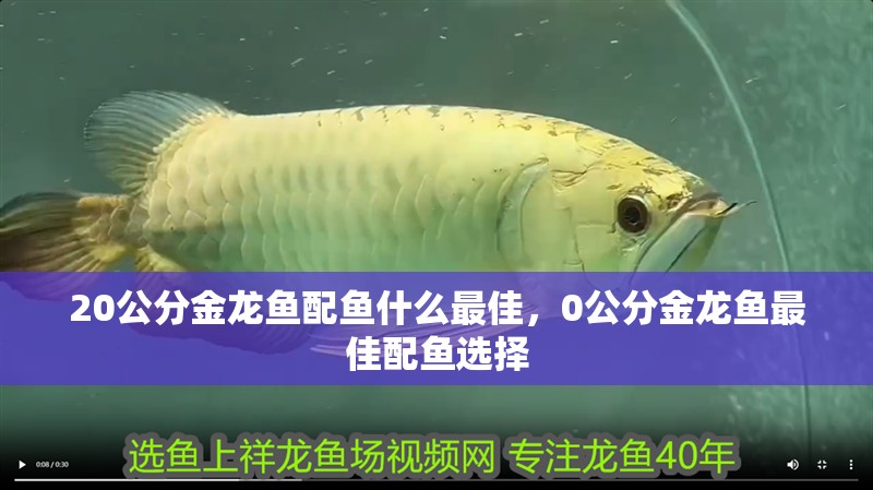 20公分金龍魚配魚什么最佳，0公分金龍魚最佳配魚選擇