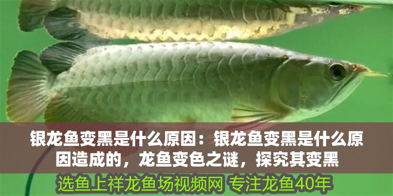 銀龍魚變黑是什么原因：銀龍魚變黑是什么原因造成的，龍魚變色之謎，探究其變黑