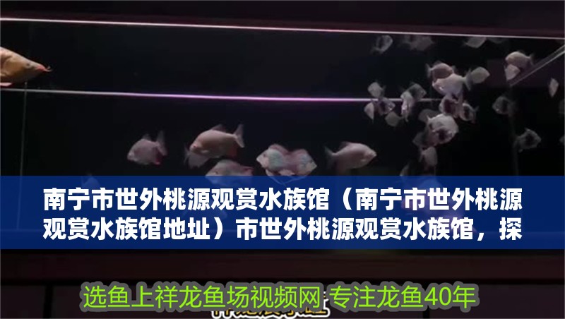 南寧市世外桃源觀賞水族館（南寧市世外桃源觀賞水族館地址）市世外桃源觀賞水族館，探索自然奇觀，體驗(yàn)水下