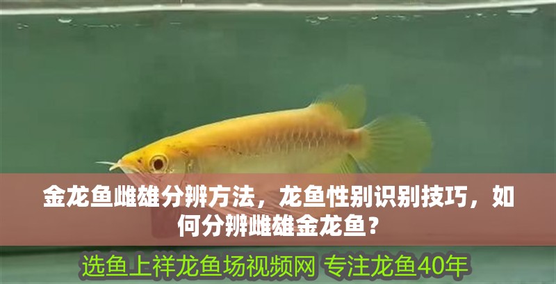 金龍魚雌雄分辨方法，龍魚性別識別技巧，如何分辨雌雄金龍魚？