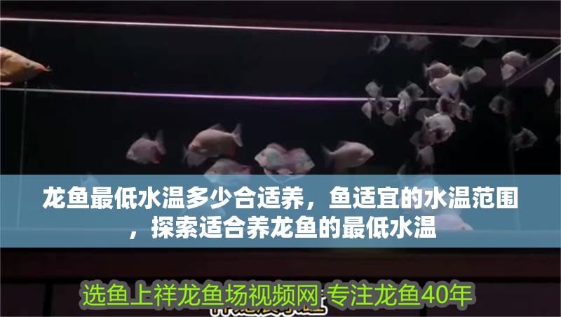 龍魚最低水溫多少合適養，魚適宜的水溫范圍，探索適合養龍魚的最低水溫