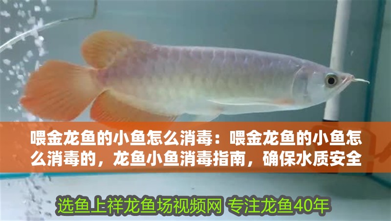 喂金龍魚的小魚怎么消毒：喂金龍魚的小魚怎么消毒的，龍魚小魚消毒指南，確保水質安全