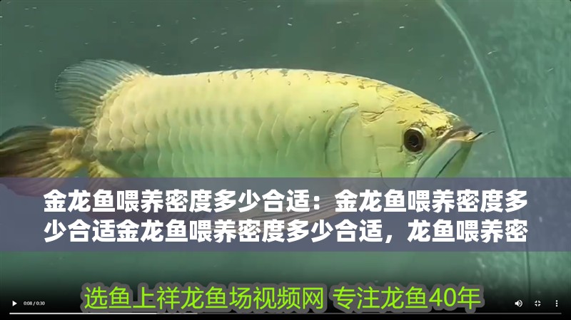 金龍魚喂養密度多少合適：金龍魚喂養密度多少合適金龍魚喂養密度多少合適，龍魚喂養密度指南，如何確定合適的