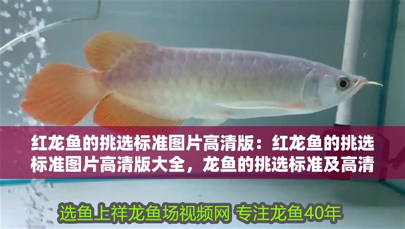 紅龍魚的挑選標準圖片高清版：紅龍魚的挑選標準圖片高清版大全，龍魚的挑選標準及高清圖片大全
