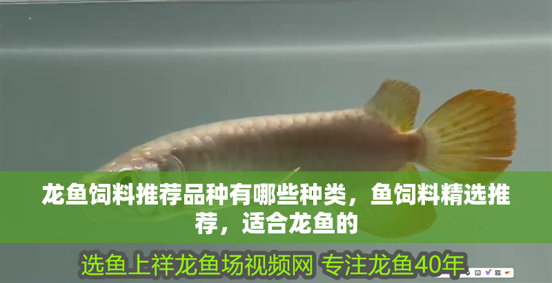 龍魚飼料推薦品種有哪些種類，魚飼料精選推薦，適合龍魚的 龍魚飼料推薦品種有哪些種類，魚飼料精選推薦，適合龍魚的 龍魚百科 第2張