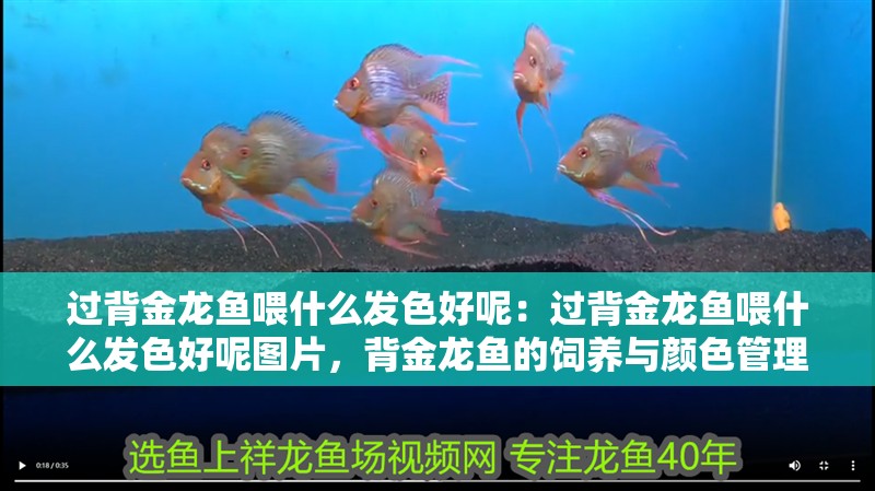 過背金龍魚喂什么發色好呢：過背金龍魚喂什么發色好呢圖片，背金龍魚的飼養與顏色管理