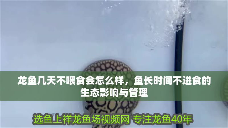 龍魚幾天不喂食會(huì)怎么樣，魚長(zhǎng)時(shí)間不進(jìn)食的生態(tài)影響與管理