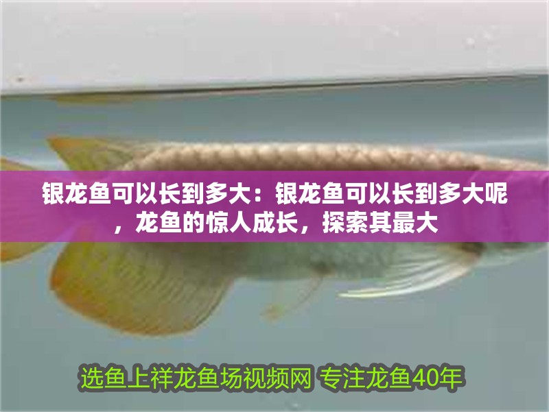 銀龍魚可以長到多大：銀龍魚可以長到多大呢，龍魚的驚人成長，探索其最大