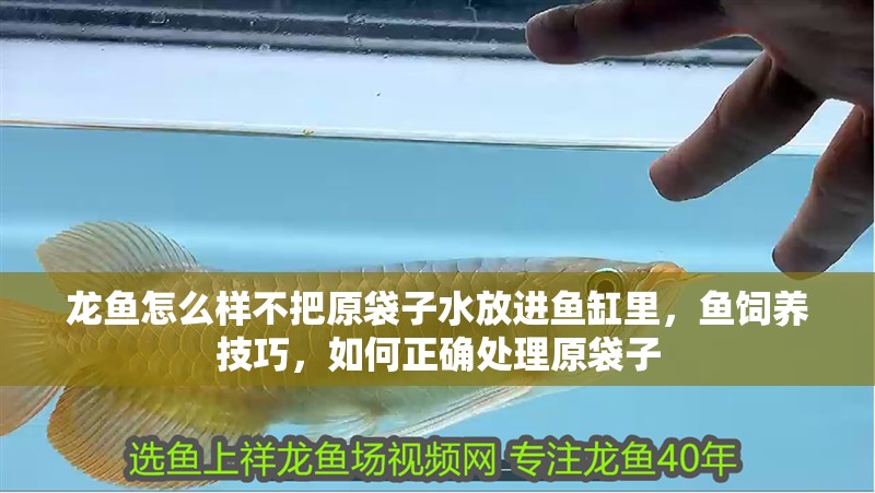 龍魚怎么樣不把原袋子水放進(jìn)魚缸里，魚飼養(yǎng)技巧，如何正確處理原袋子