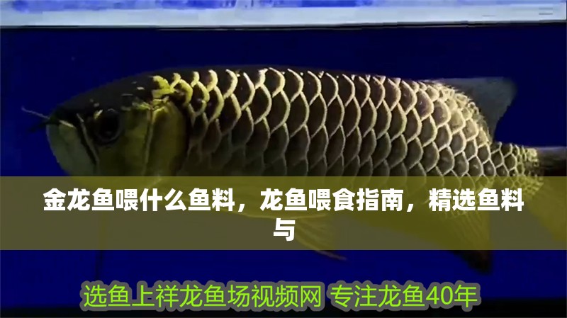 金龍魚喂什么魚料，龍魚喂食指南，精選魚料與