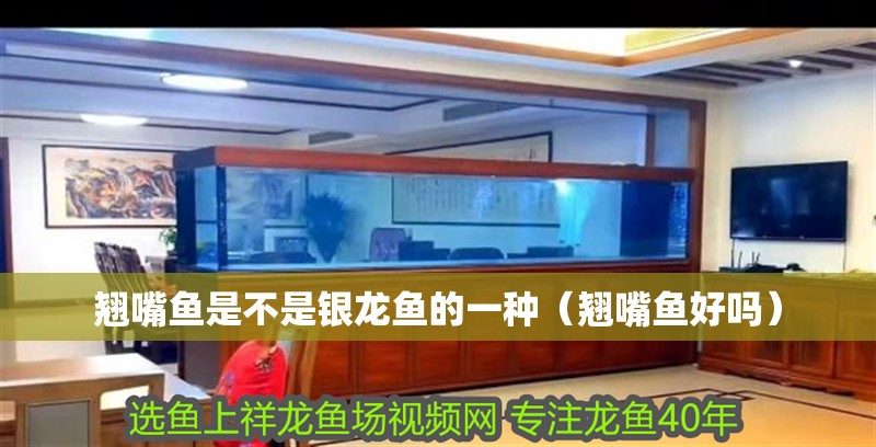 翹嘴魚是不是銀龍魚的一種（翹嘴魚好嗎）