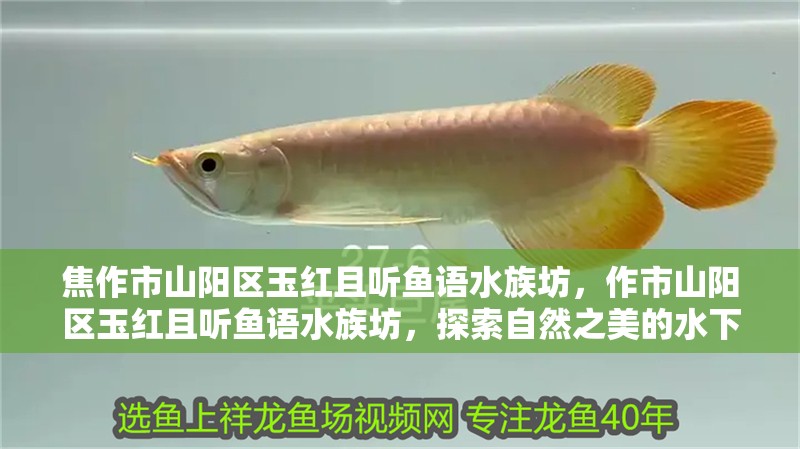 焦作市山陽區玉紅且聽魚語水族坊，作市山陽區玉紅且聽魚語水族坊，探索自然之美的水下