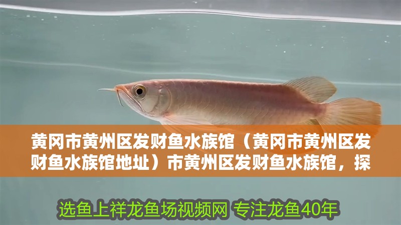 黃岡市黃州區發財魚水族館（黃岡市黃州區發財魚水族館地址）市黃州區發財魚水族館，探索海洋生物的