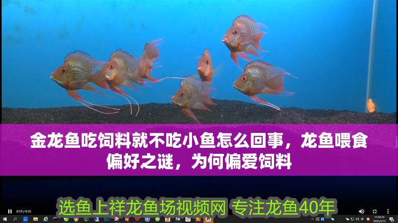 金龍魚吃飼料就不吃小魚怎么回事，龍魚喂食偏好之謎，為何偏愛飼料