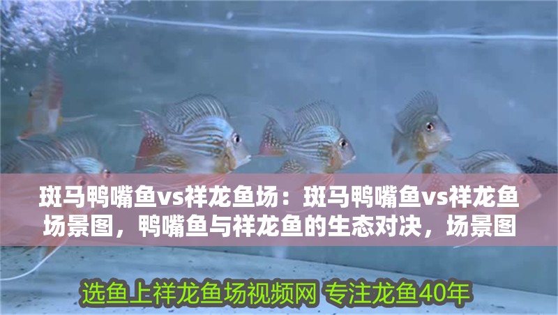 斑馬鴨嘴魚vs祥龍魚場：斑馬鴨嘴魚vs祥龍魚場景圖，鴨嘴魚與祥龍魚的生態(tài)對決，場景圖賞析