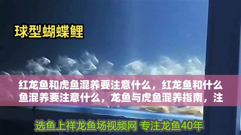 紅龍魚和虎魚混養(yǎng)要注意什么，紅龍魚和什么魚混養(yǎng)要注意什么，龍魚與虎魚混養(yǎng)指南，注意事項及最佳伙伴選擇