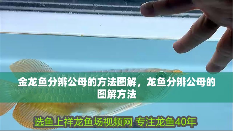 金龍魚分辨公母的方法圖解，龍魚分辨公母的圖解方法