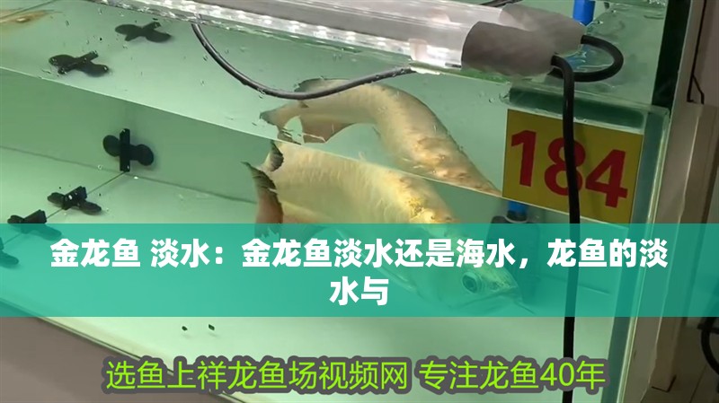 金龍魚 淡水：金龍魚淡水還是海水，龍魚的淡水與