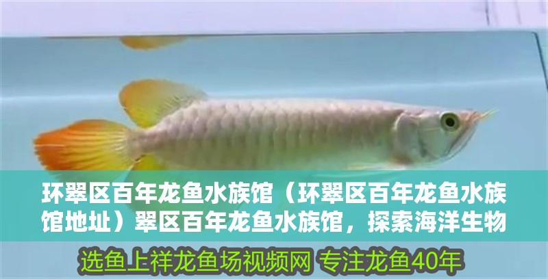 環(huán)翠區(qū)百年龍魚水族館(環(huán)翠區(qū)百年龍魚水族館地址)翠區(qū)百年龍魚水族館,探索海洋生物的神秘 全國水族館企業(yè)名錄 第2張 環(huán)翠區(qū)百年龍魚水族館(環(huán)翠區(qū)百年龍魚水族館地址)翠區(qū)百年龍魚水族館,探索海洋生物的神秘 環(huán)翠區(qū)百年龍魚水族館(環(huán)翠區(qū)百年龍魚水族館地址)翠區(qū)百年龍魚水族館,探索海洋生物的神秘 全國水族館企業(yè)名錄 第2張