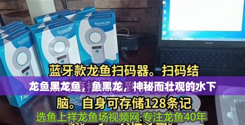 龍魚(yú)黑龍魚(yú)，魚(yú)黑龍，神秘而壯觀的水下