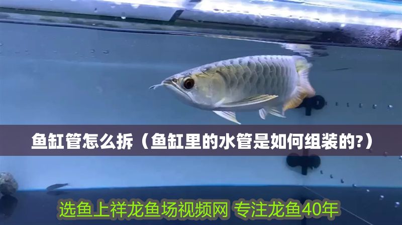 魚缸管怎么拆（魚缸里的水管是如何組裝的?） 魚缸管怎么拆（魚缸里的水管是如何組裝的?） 錦鯉魚百科 第1張