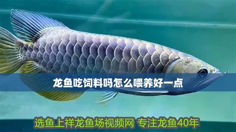 龍魚吃飼料嗎怎么喂養好一點