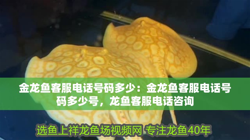 金龍魚客服電話號碼多少：金龍魚客服電話號碼多少號，龍魚客服電話咨詢