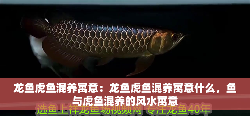 龍魚虎魚混養寓意：龍魚虎魚混養寓意什么，魚與虎魚混養的風水寓意