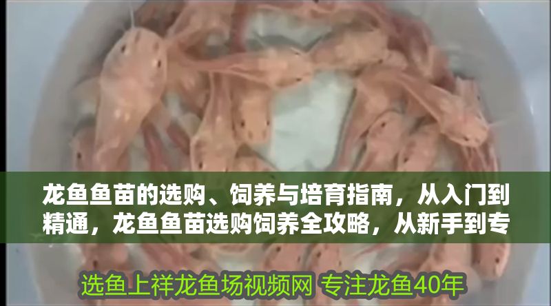 龍魚魚苗的選購、飼養與培育指南，從入門到精通，龍魚魚苗選購飼養全攻略，從新手到專家